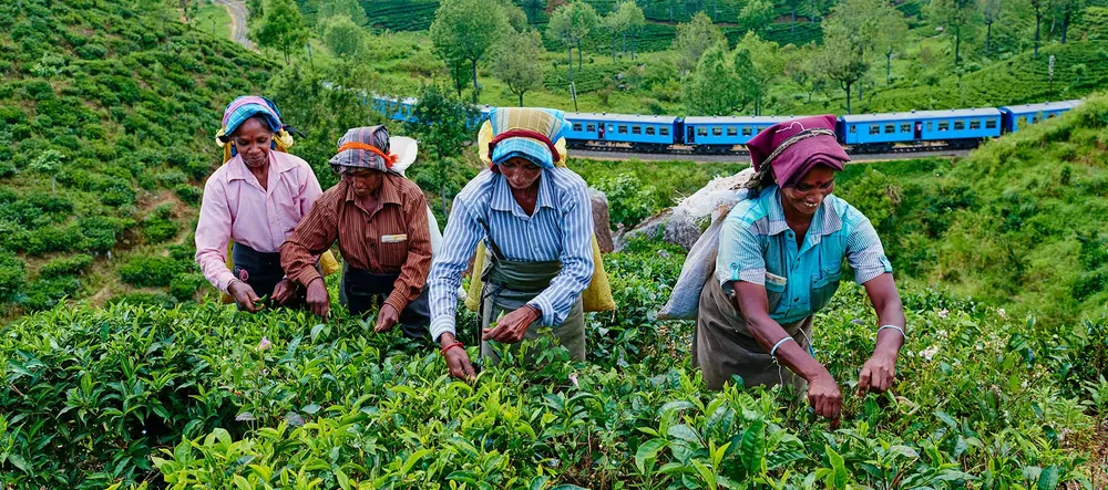 Best Tea Plantations to Visit in Sri Lanka