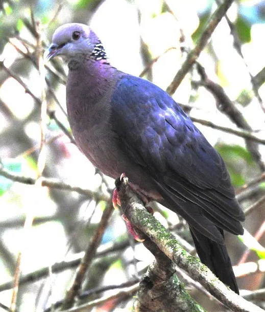 Full-Day Sinharaja Rainforest Biodiversity Trek