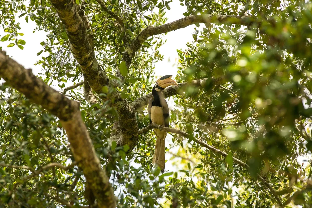 Paradise for Avian Enthusiasts – 7 Best Birdwatching Hotspots in Sri Lanka