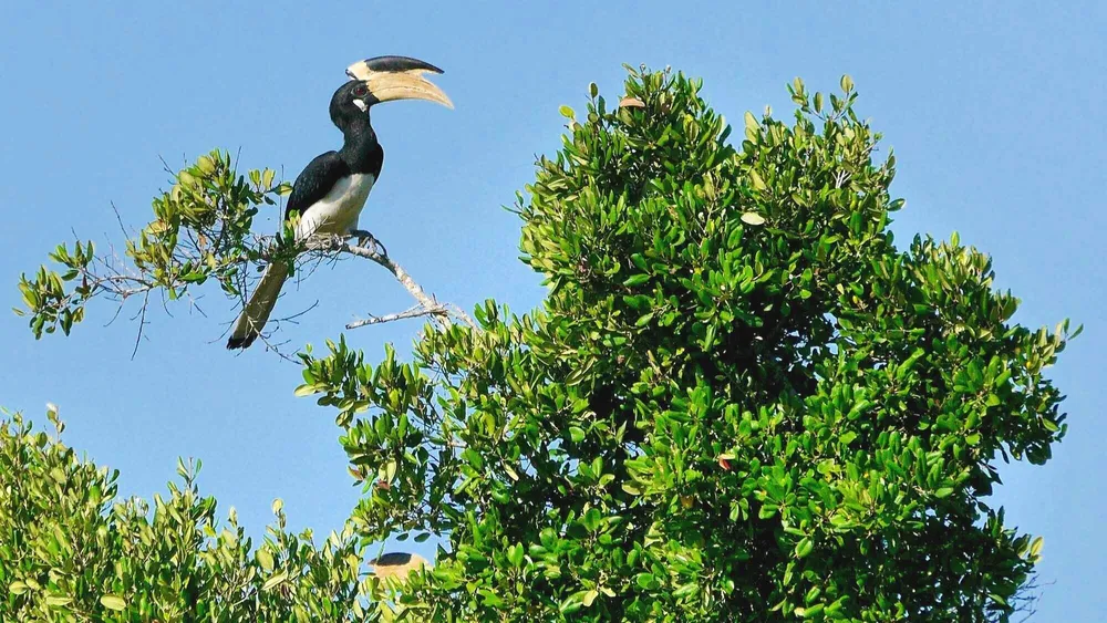 Where Wings Find Paradise – The Ultimate Guide to Bird Watching Places in Sri Lanka