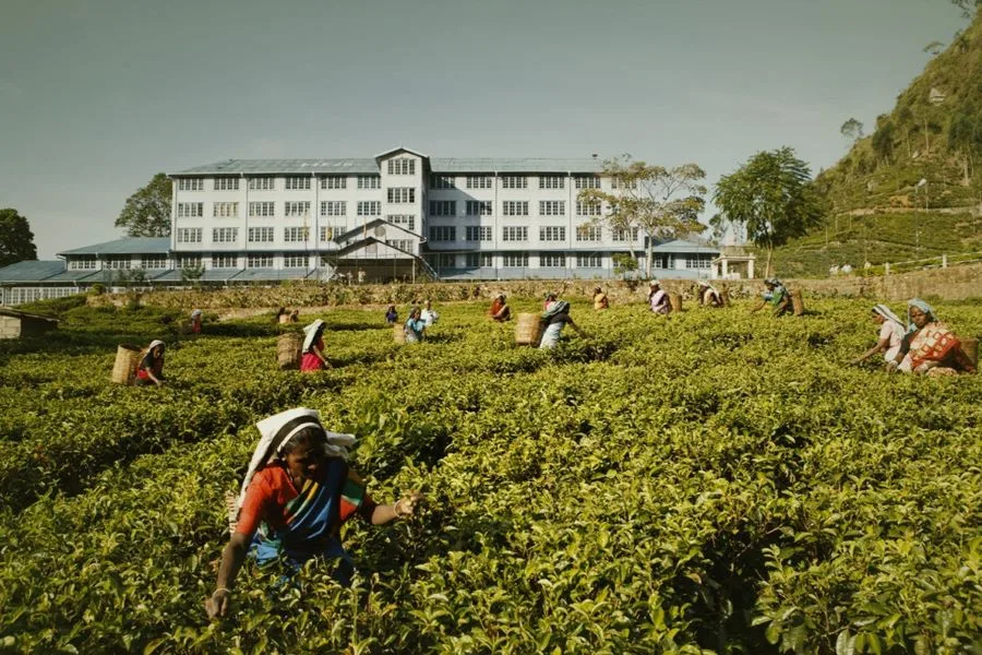 Blue Field Tea Factory in Ramboda near Nuwara Eliya