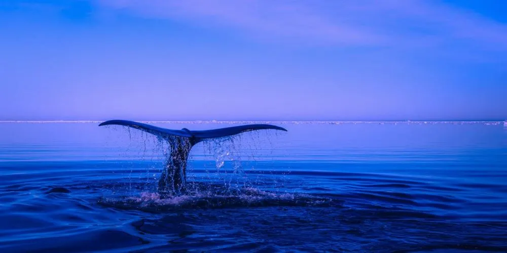 Blue Whales in Sri Lanka – The Most Comprehensive Guide