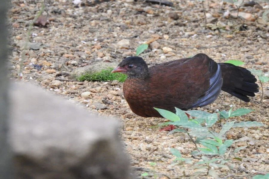 The elusive and endemic Ceylon Spurfowl foraging on the wet-zone leaf litter of Makandawa Rainforest