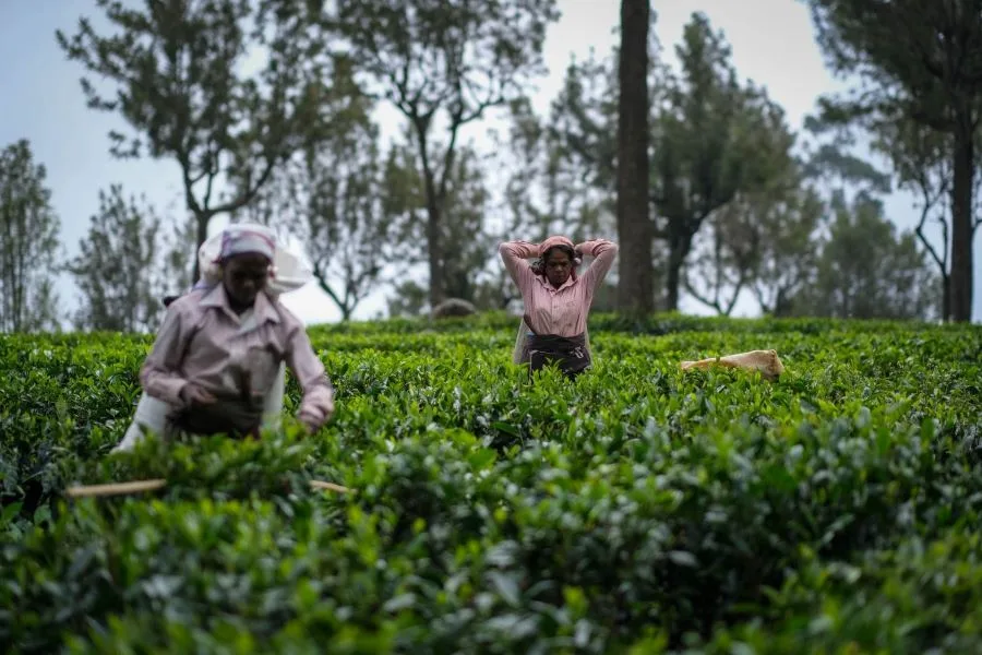 Traditional tea picker carefully harvesting fresh tea leaves in Sri Lanka