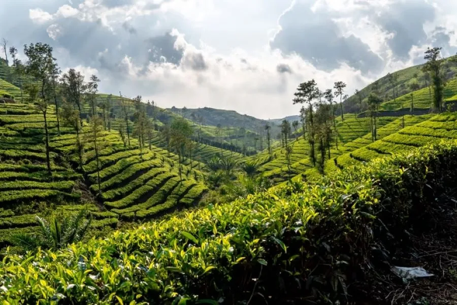 Ceylon Tea Plantations Hill Country