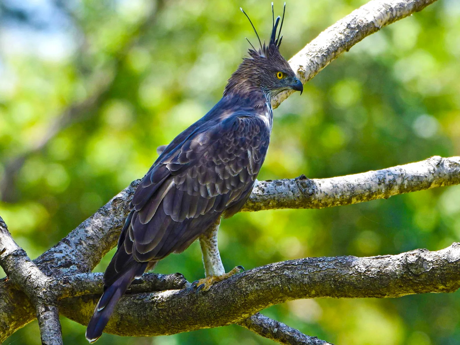 Changeable hawk-eagle perched alert in the dry-zone canopy