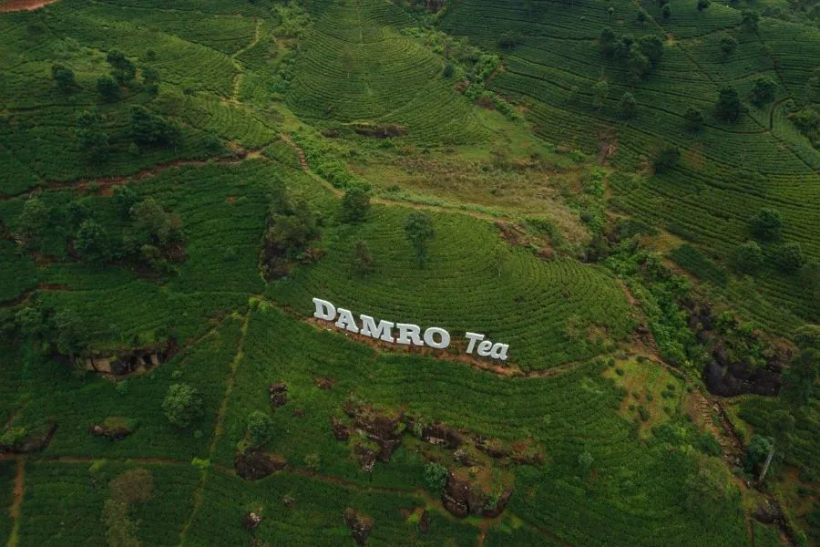 Expansive Damro Labookellie tea estate and tea lounge
