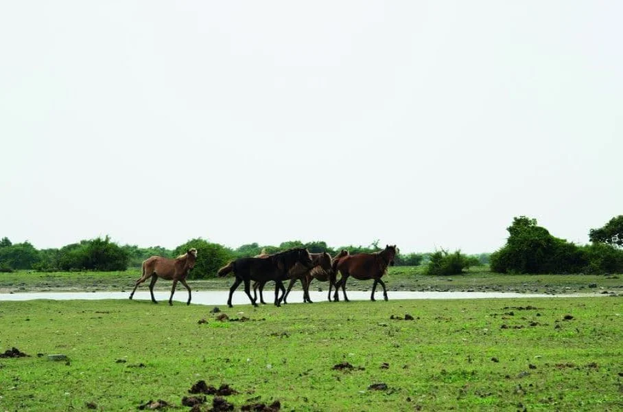 Wild feral horses roaming the windswept coral plains of Delft Island