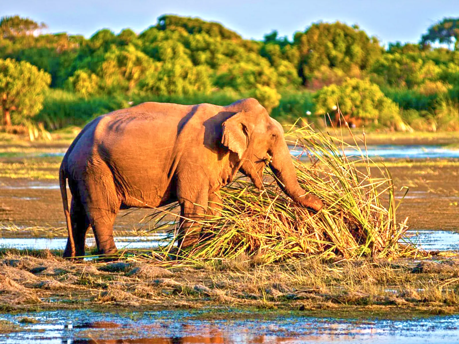 Wild elephant washing and feeding on succulent water plants at sunset