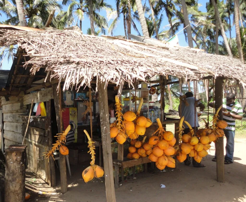 Fresh king coconut (thambili) street vendor in Sri Lanka