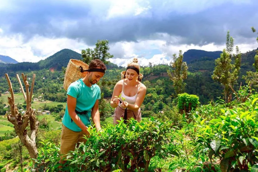 Traditional tea processing and tasting at Uva Halpewatte Tea Factory near Ella