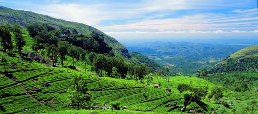 Picturesque tea plantation hills in the central highlands