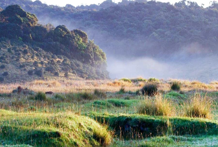 The scenic circular hiking trail through the high-altitude grasslands of Horton Plains