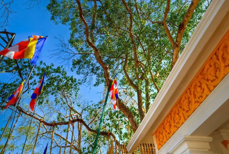Jaya Sri Maha Bodhi - Scenic landscape in The Western Coast & Riverways, Sri Lanka