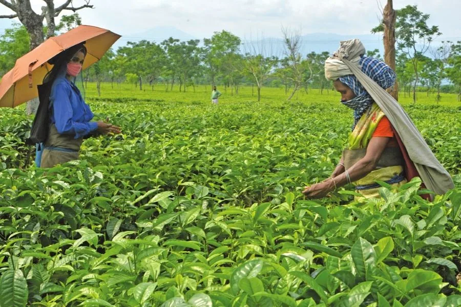 Kadugannawa Tea Estate and processing factory near Kandy