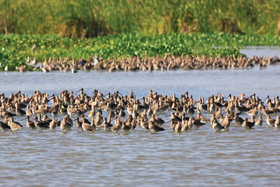 Migratory waders and aquatic birds feeding in the coastal lagoons of Bundala