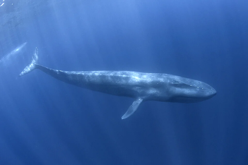 Marine wildlife and whale watching off Kalpitiya