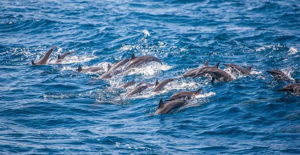 Pod of dolphins leaping through waves in Kalpitiya
