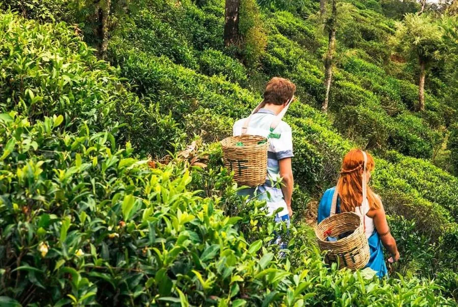 Lush green tea plantations in the hill country surrounding Kandy
