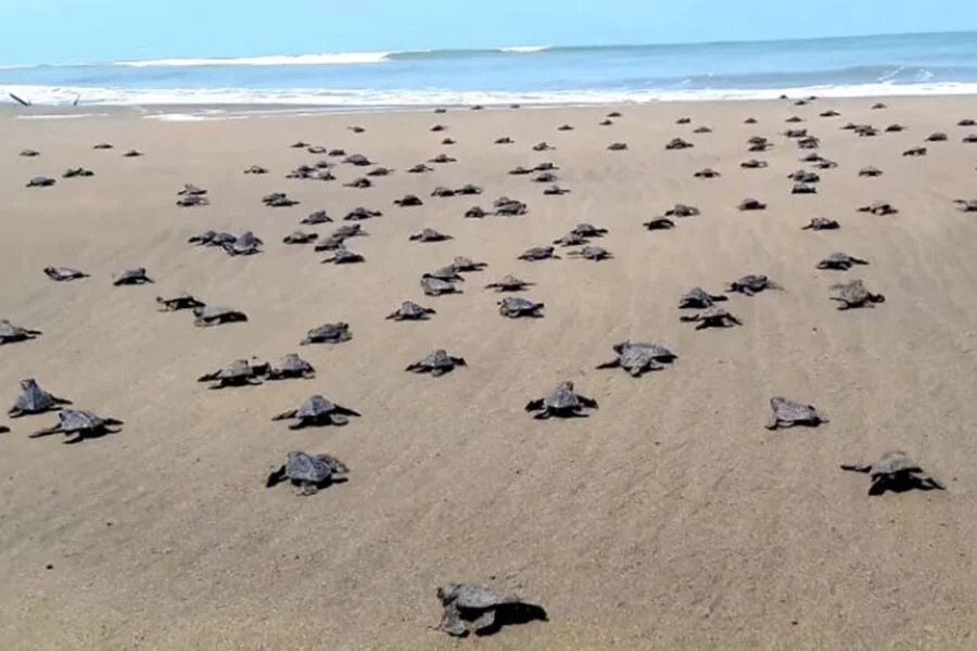 Kosgoda Turtle Hatchery - Scenic landscape in The Western Coast & Riverways, Sri Lanka