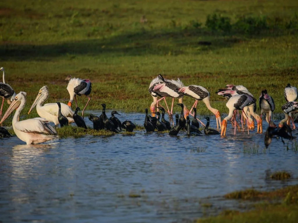 Kumana National Park - Scenic landscape in The Western Coast & Riverways, Sri Lanka
