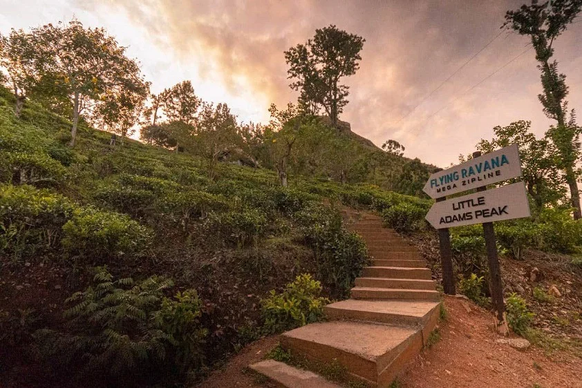 Scenic hiking trail and directional signpost winding through tea hills toward Little Adam's Peak in Ella