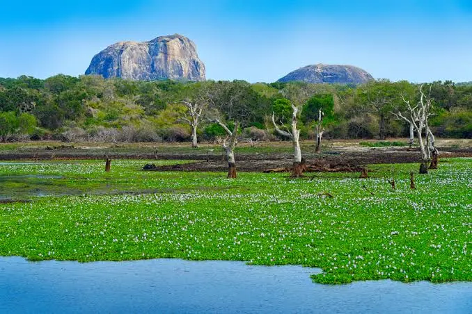 Lunugamvehera National Park - Scenic landscape in The Western Coast & Riverways, Sri Lanka