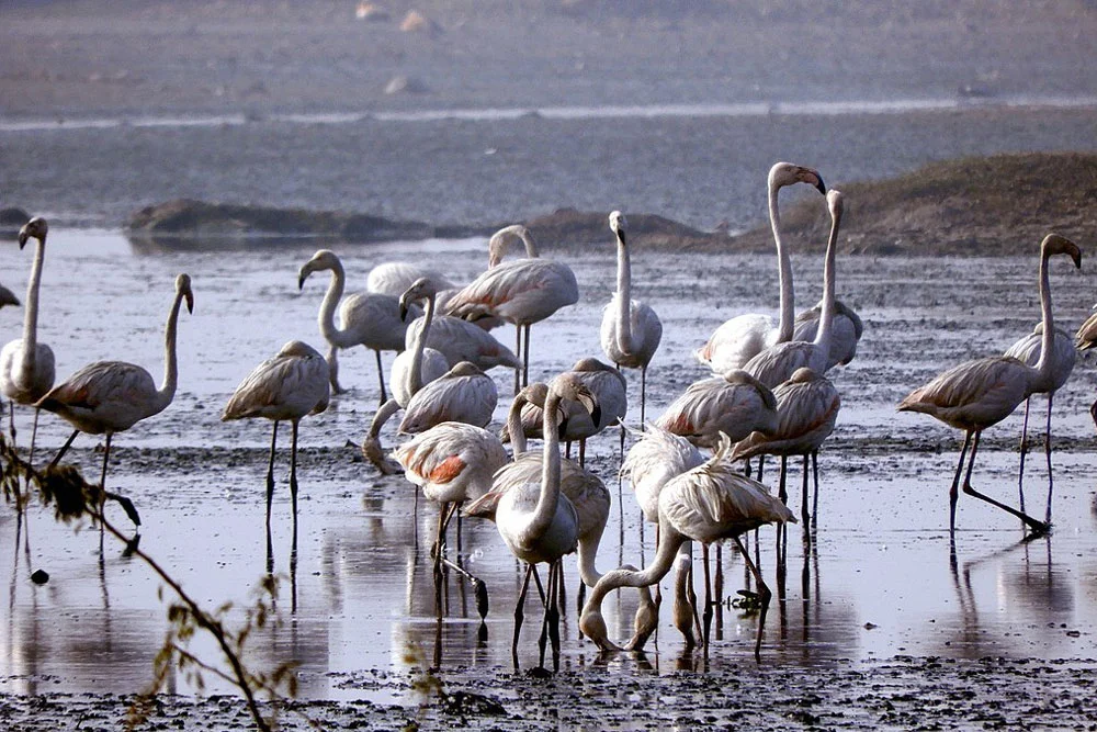 Flock of Greater Flamingos feeding in the shallow waters of Vankalai Sanctuary in Mannar