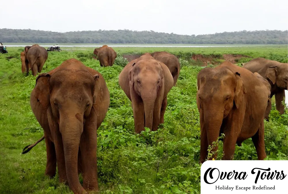 Minneriya National Park - Scenic landscape in The Western Coast & Riverways, Sri Lanka