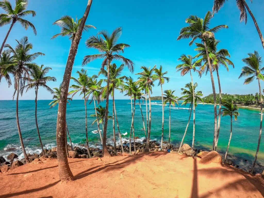 Scenic golden coastline and palms at Mirissa Beach