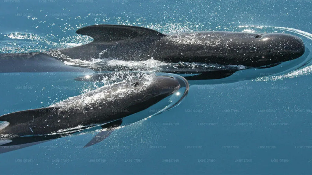 Dolphins jumping during whale watching cruise in Mirissa