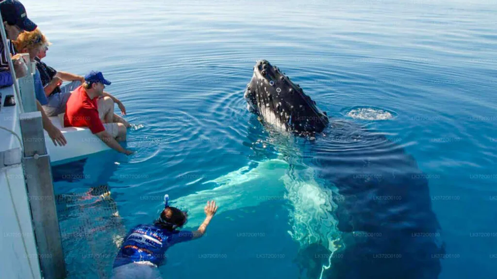 Blue whale surfacing off the coast of Mirissa