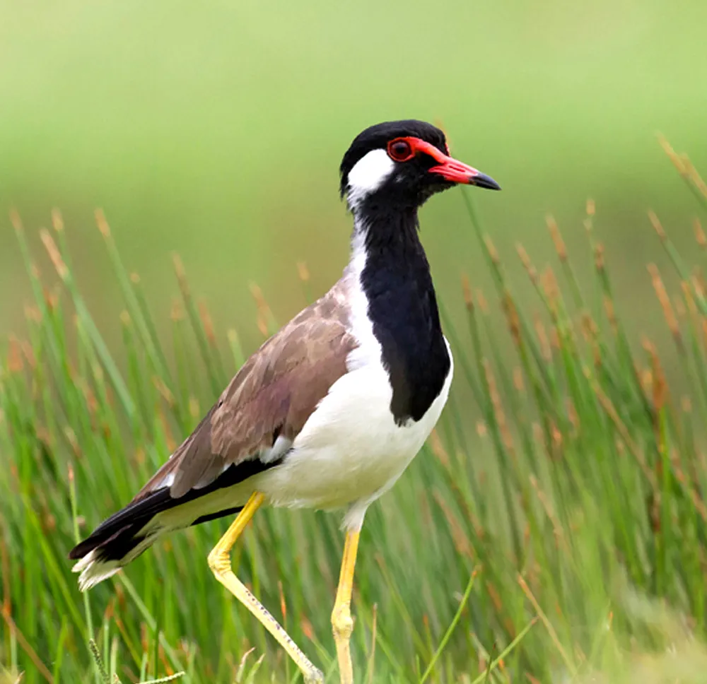 Muthurajawela Wetland Sanctuary - Scenic landscape in The Western Coast & Riverways, Sri Lanka