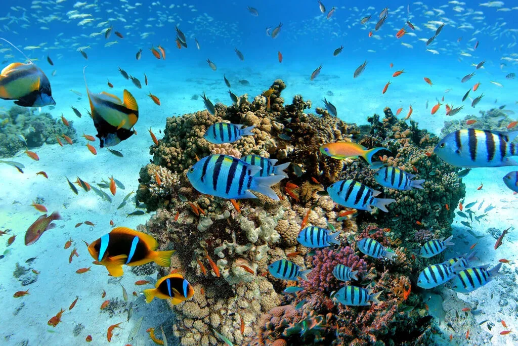 Underwater marine life and coral reef at Pigeon Island