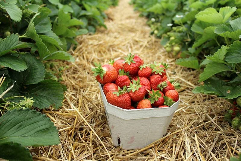 Highland strawberry fields and farms in Nuwara Eliya