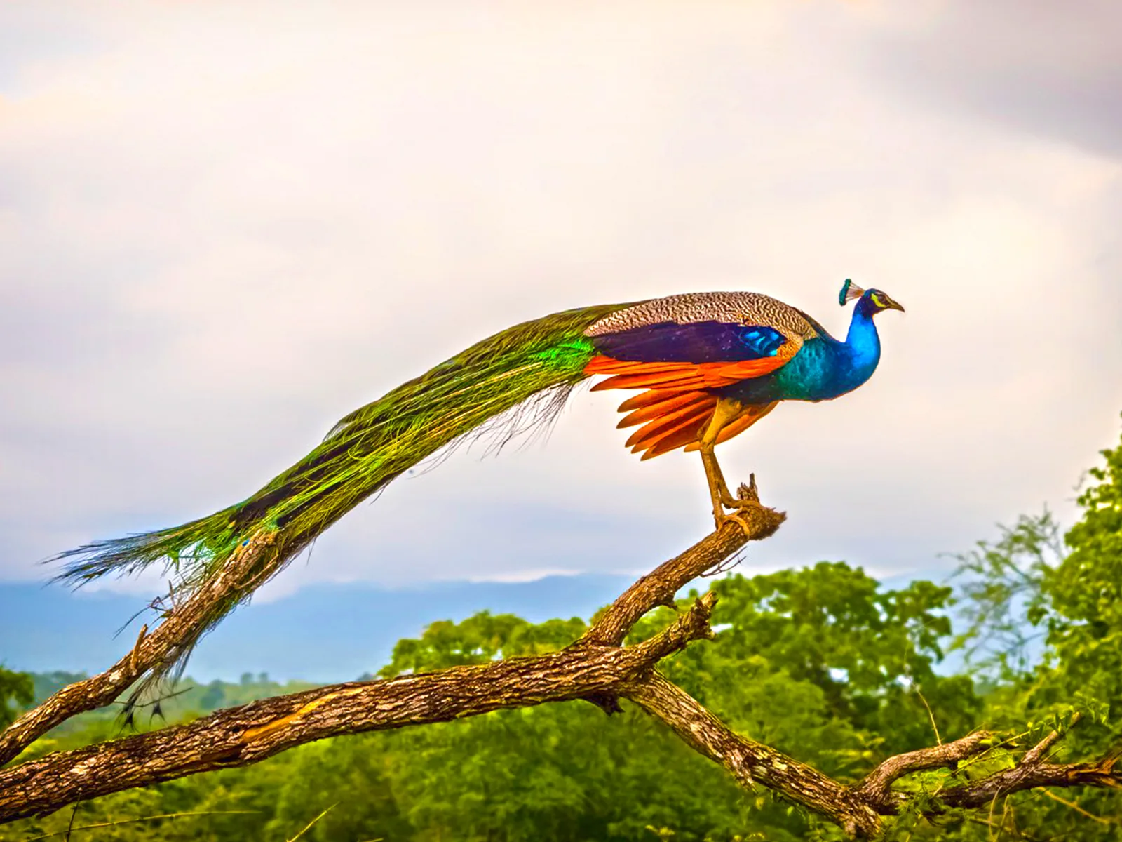 Vibrant peafowl perched on branches overlooking the wetland sanctuary