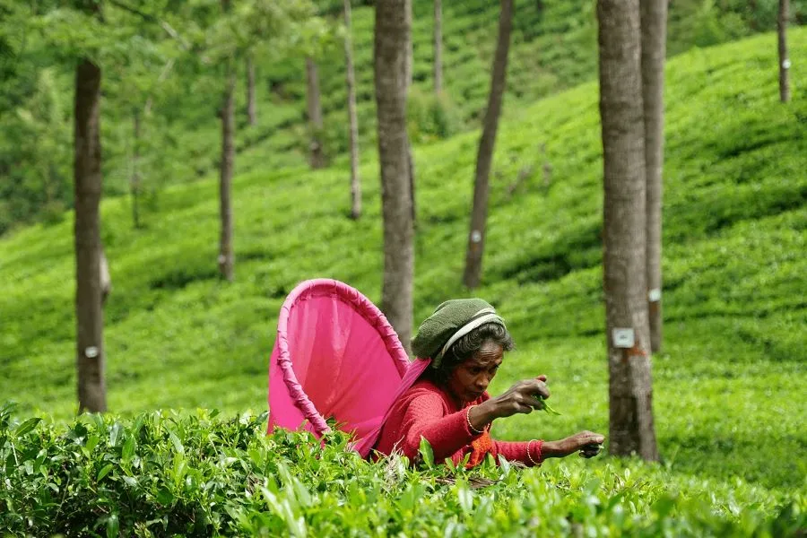 Pedro Tea Estate nestled in the misty slopes of Nuwara Eliya