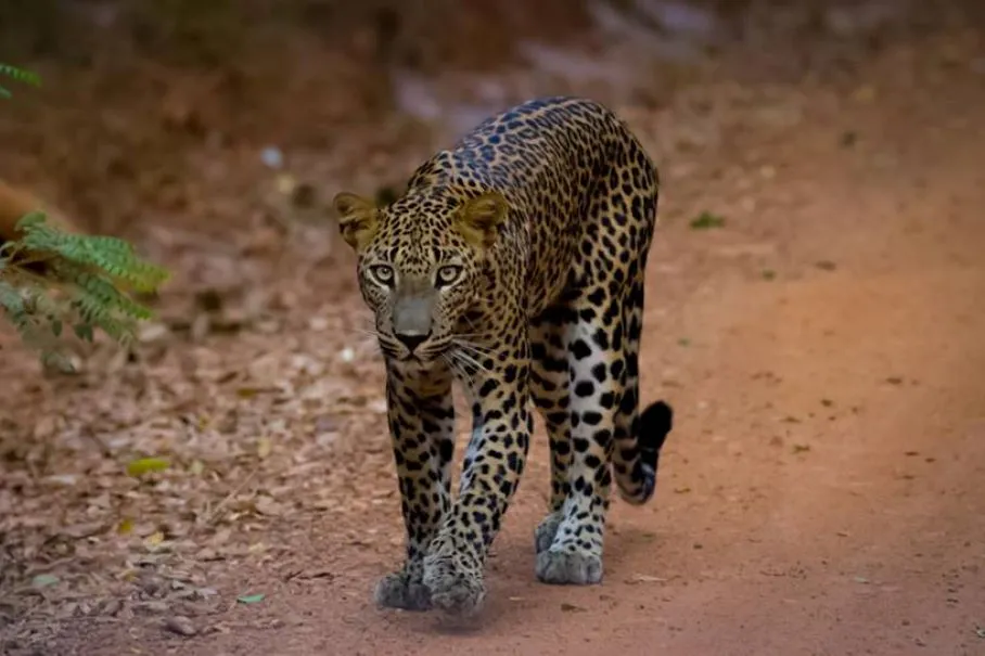 Safari in Sri Lanka – Experience the Wild Side of Paradise - Scenic landscape in The Southern Coasts, Sri Lanka
