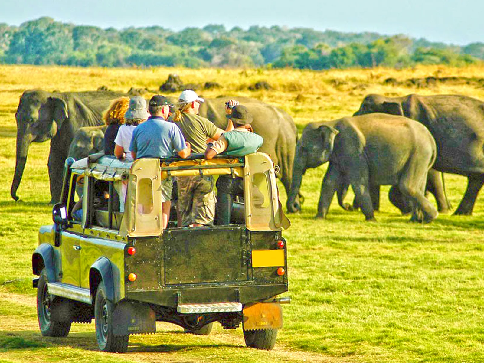 Safari jeep observing the Great Elephant Gathering on the shores of Minneriya Tank