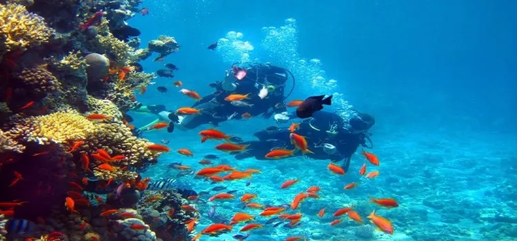 Hikkaduwa Coral Reef Sanctuary & Snorkeling