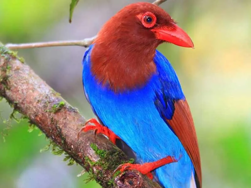 The vibrant Sri Lanka Blue Magpie foraging along the lush sub-canopy branches of Sinharaja