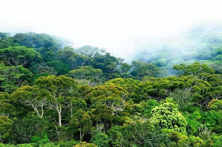 The dense multi-tiered tropical rainforest canopy of the UNESCO-protected Sinharaja Forest Reserve