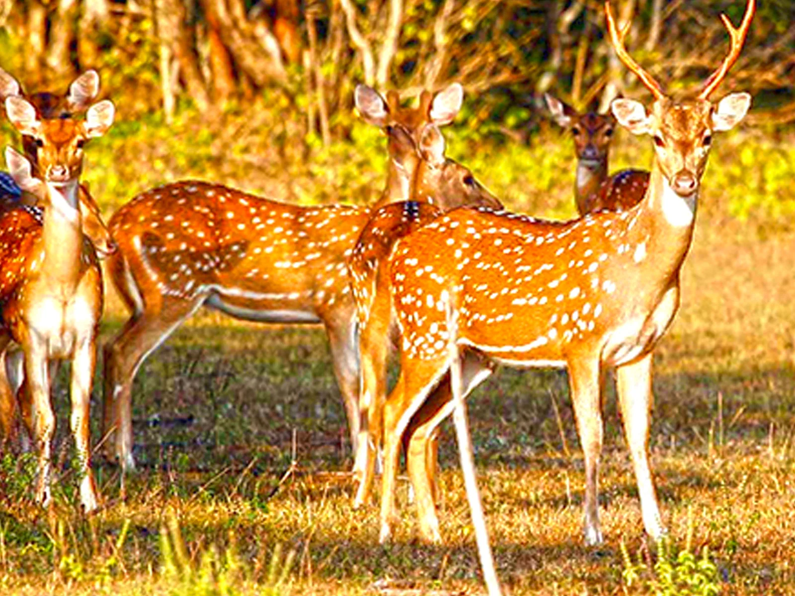 Alert herd of Sri Lankan spotted deer in the golden savanna light
