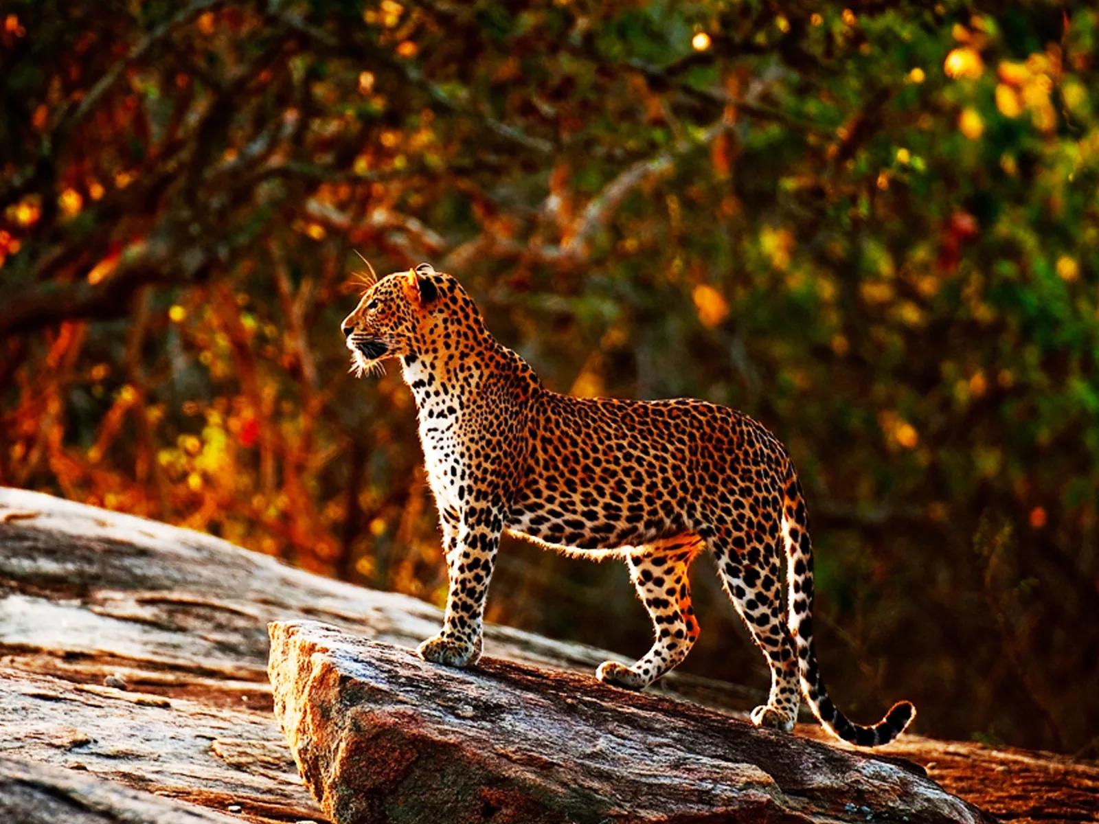 Sri Lankan Leopard in Yala National Park