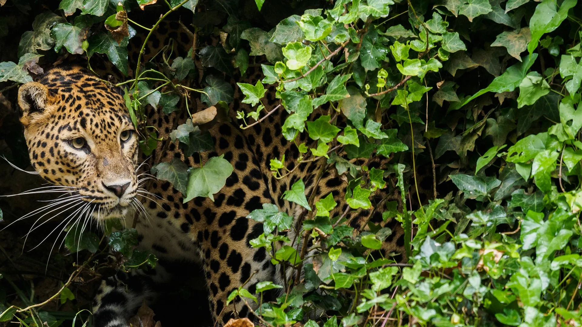 Yala National Park Safari - Scenic landscape in The Southern Coasts, Sri Lanka
