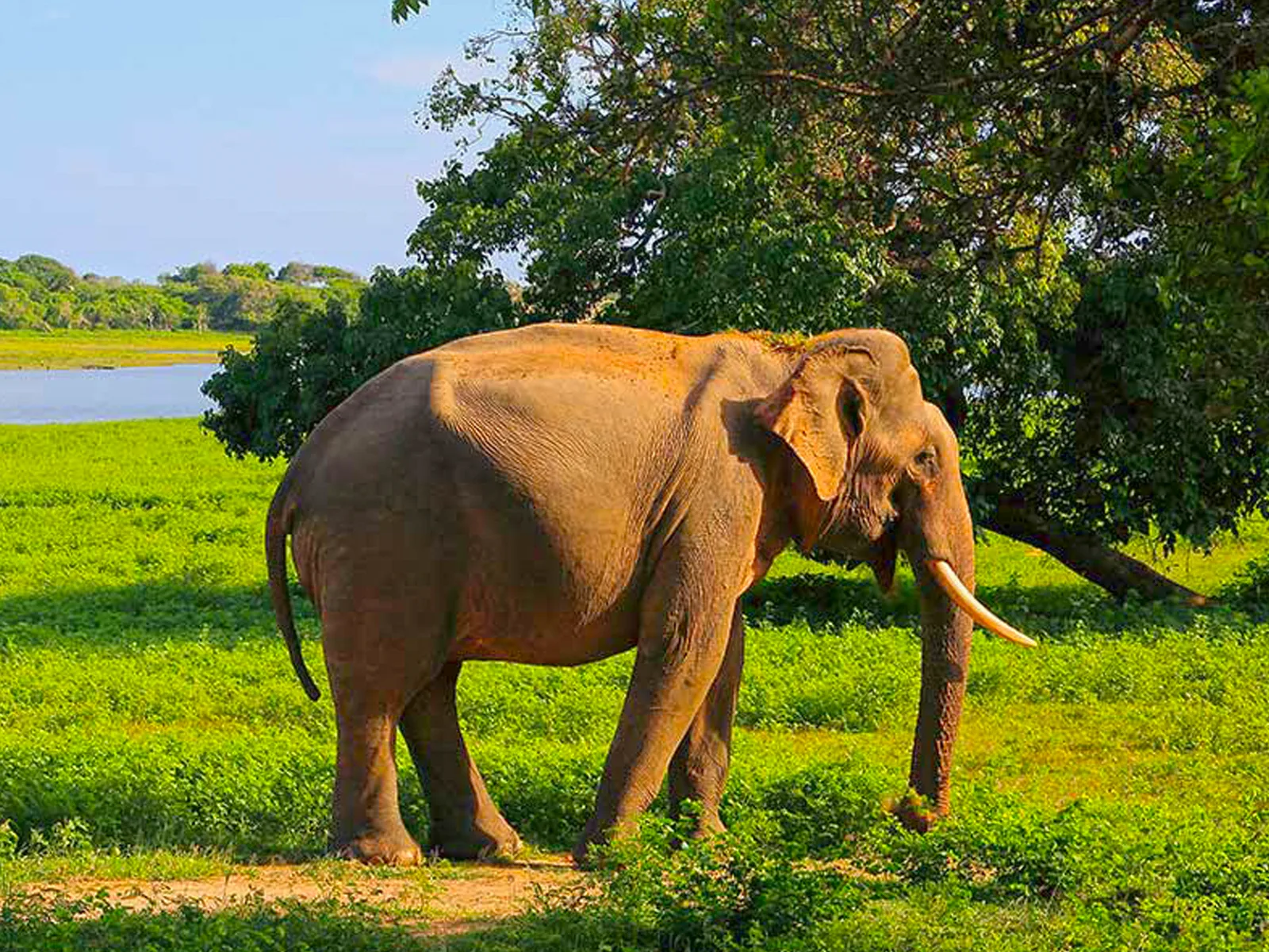 Majestic wild tusker elephant grazing near a reservoir in Udawalawe National Park