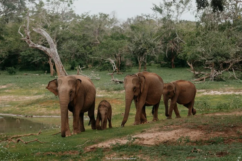 Wild elephants roaming in Udawalawe National Park
