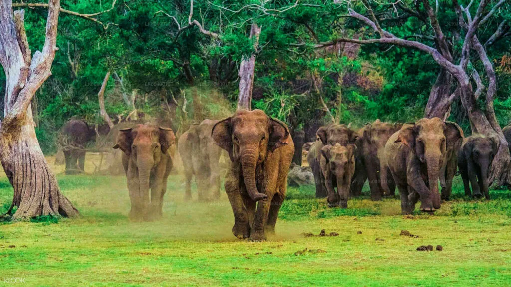 Safari jeep witnessing elephant herd in Udawalawe