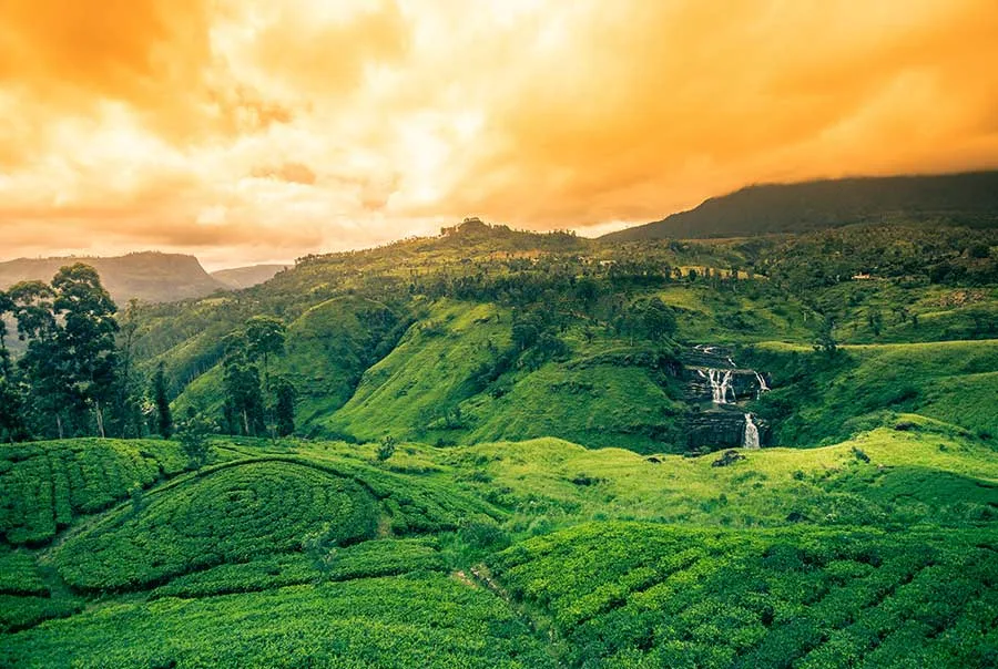 Misty tea plantations and colonial charm in Nuwara Eliya