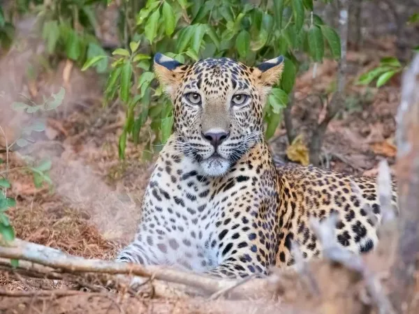 Wasgamuwa National Park - Scenic landscape in The Western Coast & Riverways, Sri Lanka